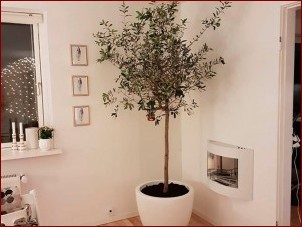 Drzewko oliwne w domu - naturalne piękno i elegancja na wyciągnięcie ręki