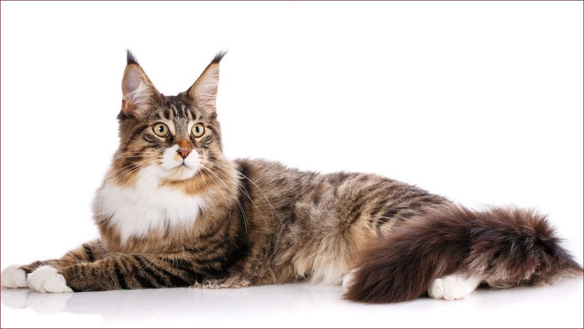 Duże koty rasy – poznaj majestatyczne olbrzymy wśród futrzanych pupili