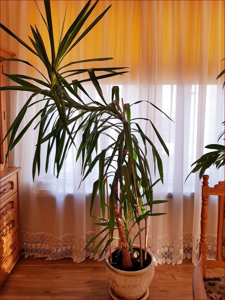 Duże kwiaty doniczkowe – sekret pięknego domu i czystego powietrza