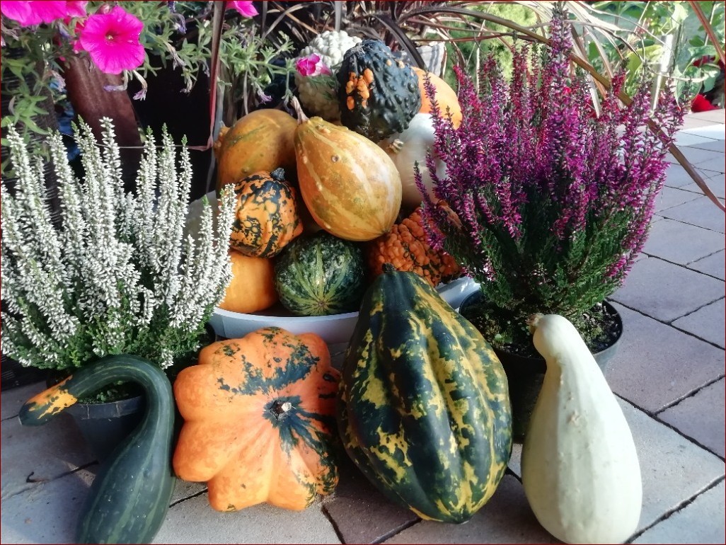 Dynie ozdobne dekoracje - magiczne przemiany ogrodu i domu na jesienne arcydzieła