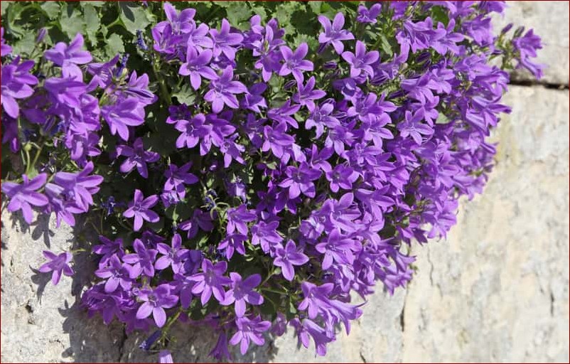 Dzwonek dalmatyński uprawa - sekret pięknych kwiatów w twoim domu