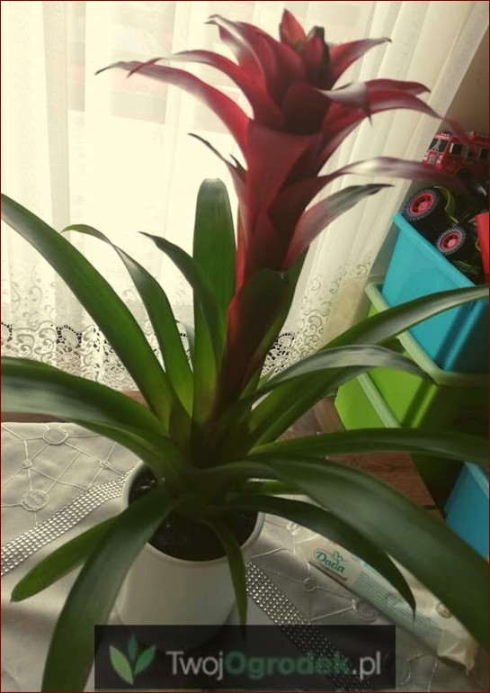 Dzwonek kwiat doniczkowy: Odkryj sekret pięknych roślin domowych w 7 prostych krokach