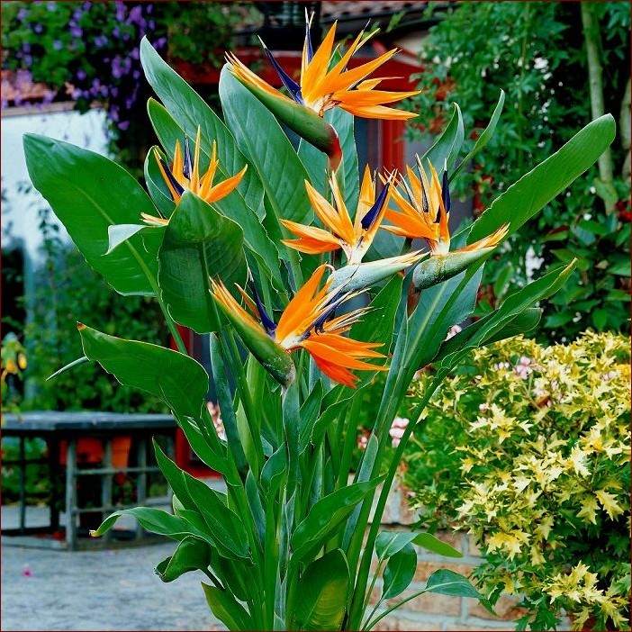 Egzotyczne kwiaty doniczkowe kwitnące - Tropikalna oaza piękna w Twoim domu