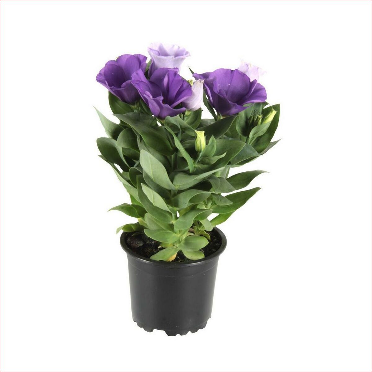 Eustoma w doniczce: przewodnik uprawy oszałamiających kwiatów domowych