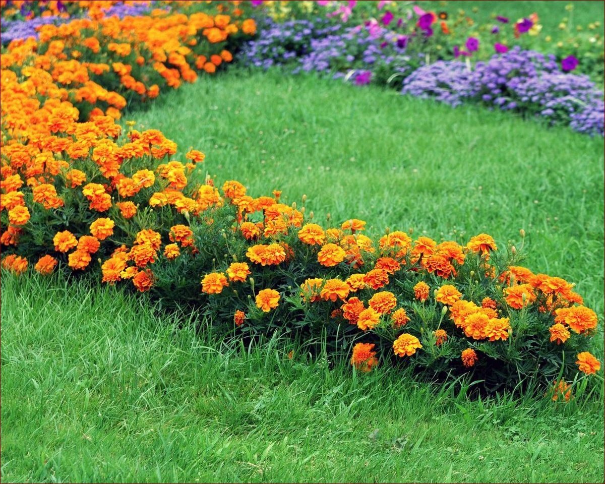 Fioletowe kwiaty jednoroczne: Intensywne ozdoby na kwitnące rabaty i klomby