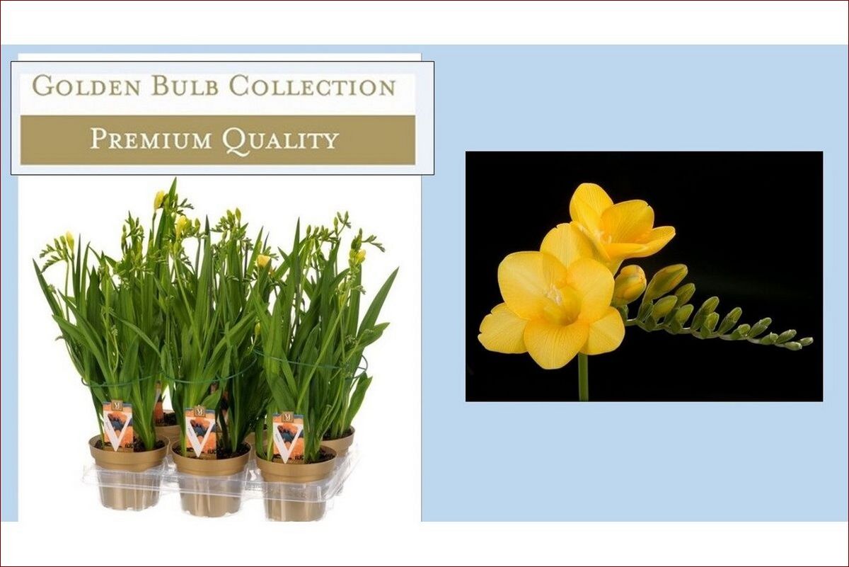 Frezja w doniczce w domu – sekrety uprawy egzotycznych kwiatów bez ogrodu