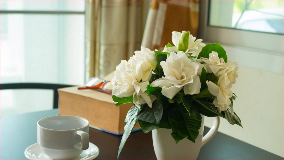 Gardenia w doniczce - sekrety pielęgnacji tych egzotycznych kwiatów w domu