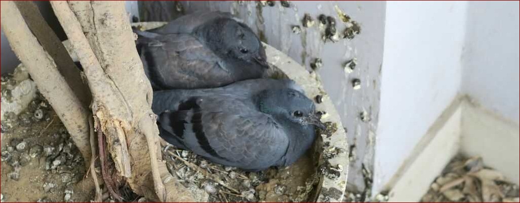 Gniazdo gołębi na balkonie - jak skutecznie się go pozbyć i nie dopuścić do problemu?