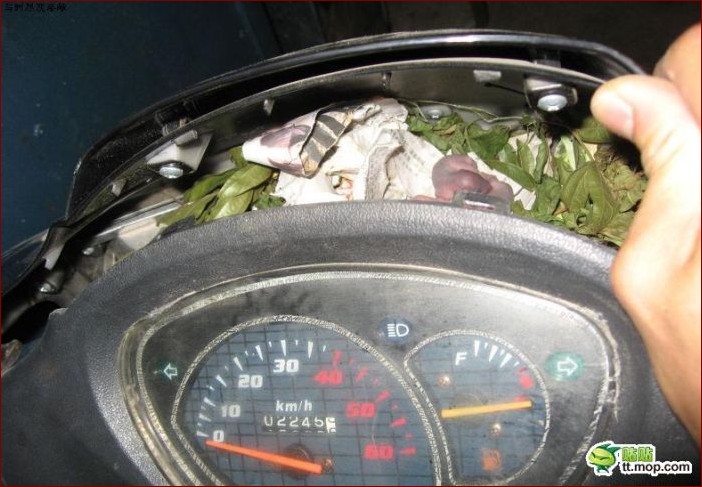 Gniazdo myszy w domu? Poznaj 7 skutecznych sposobów na pozbycie się szkodników