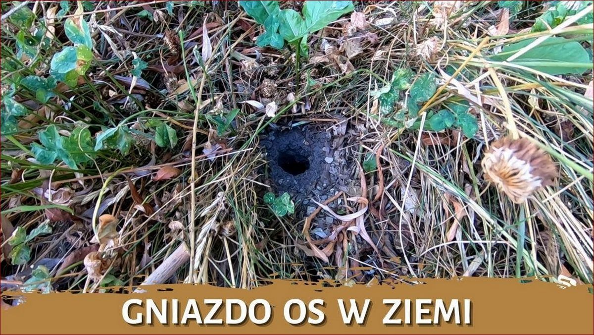 Gniazdo os w ziemi: Odkryj ukryte światy podziemnych owadzich domostw