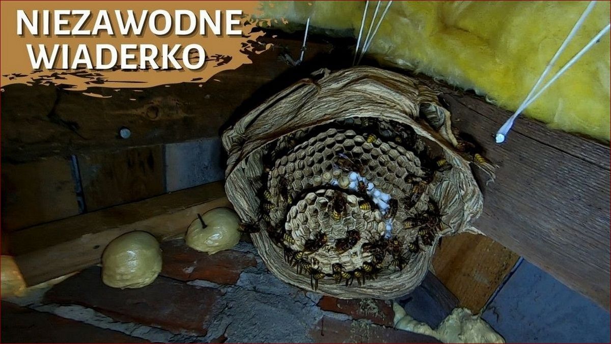 Gniazdo szerszeni od środka - co kryje niebezpieczna konstrukcja?