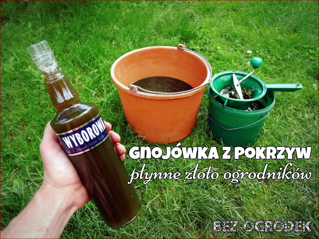 Gnojówka z bananów - naturalne złoto dla Twoich roślin! Lepszy wzrost, zdrowie i plony