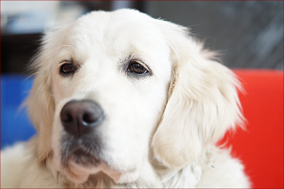 Golden Retriever Biały: Ośnieżony Anioł o Sercu ze Złota
