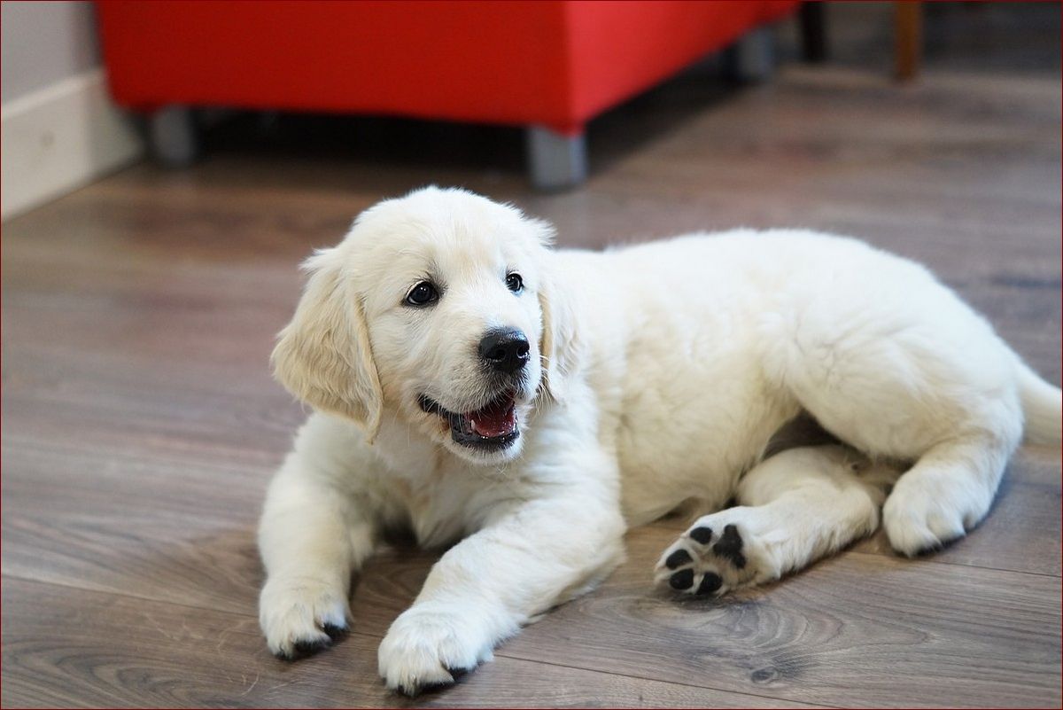 Golden retriever szczeniaki - urocze towarzyszki, na które czeka każda rodzina