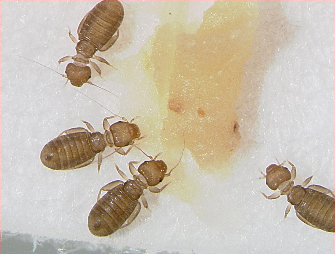 Gryzki w domu - jak bezpiecznie i skutecznie się ich pozbyć raz na zawsze?