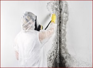 Grzyb na ścianie? Skuteczne metody usuwania pleśni i zapobiegania jej powrotowi