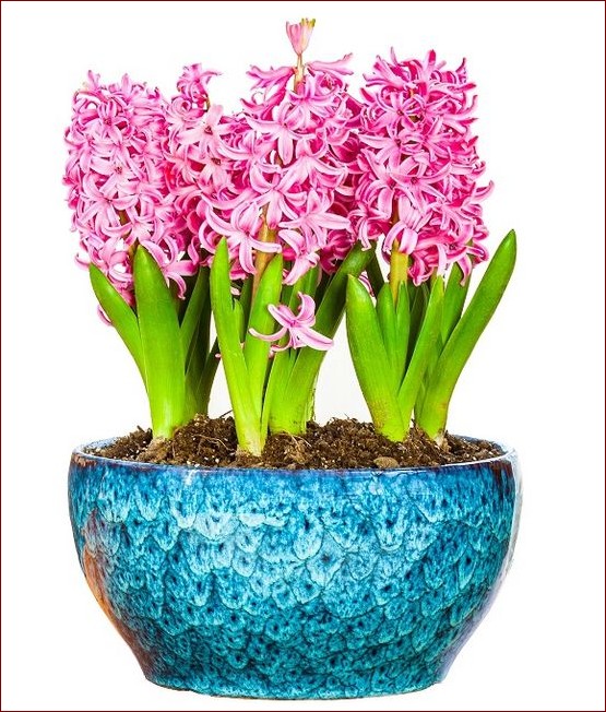 Hiacynt w doniczce po przekwitnięciu - sekret na piękne kwiaty przez lata