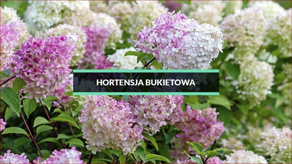 Hortensja bukietowa – odmiany na każdą okazję i do każdego ogrodu