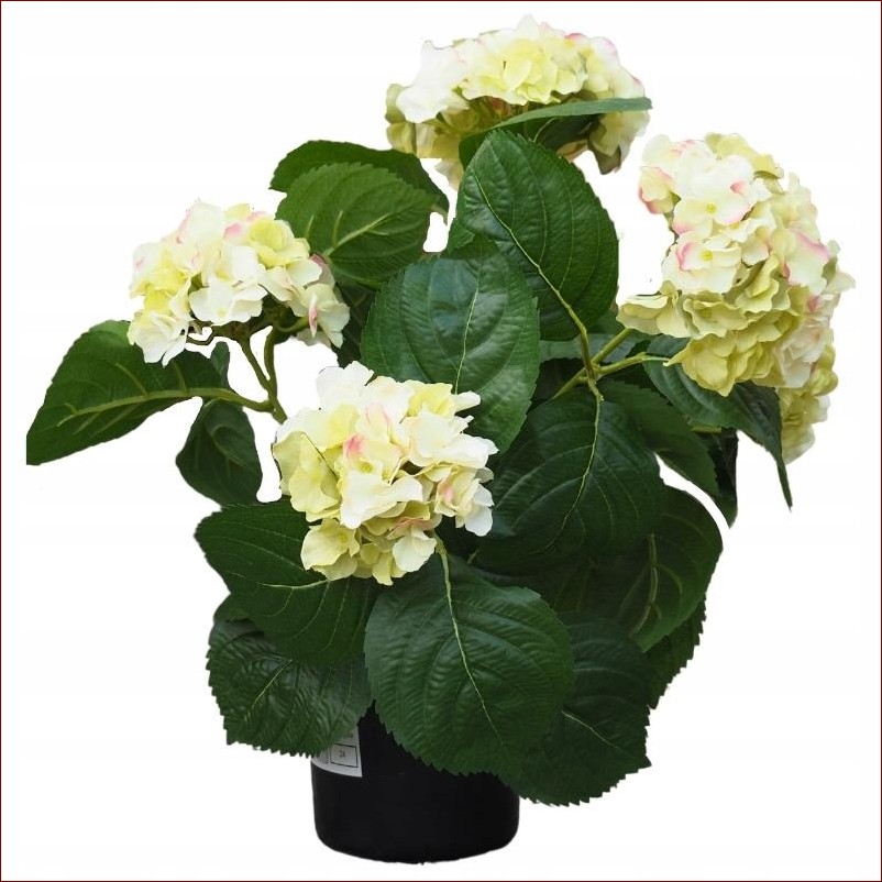 Hortensja w doniczce: Poradnik pielęgnacyjny dla pysznych kwiatów w domu