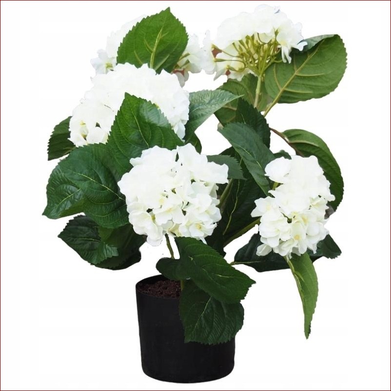 Hortensja w doniczce w domu - Niesamowity Ogród Kwiatowy w Twoich Czterech Ścianach!