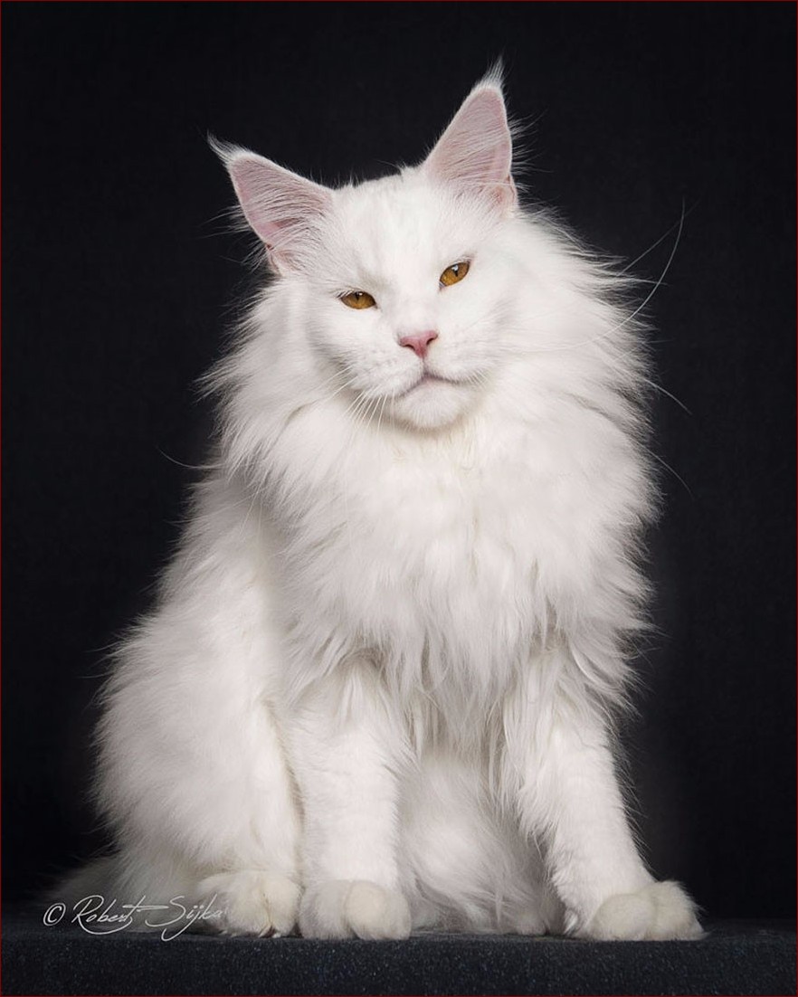 Ile waży maine coon? Odkryj tajemnicę największych domowych kotów!