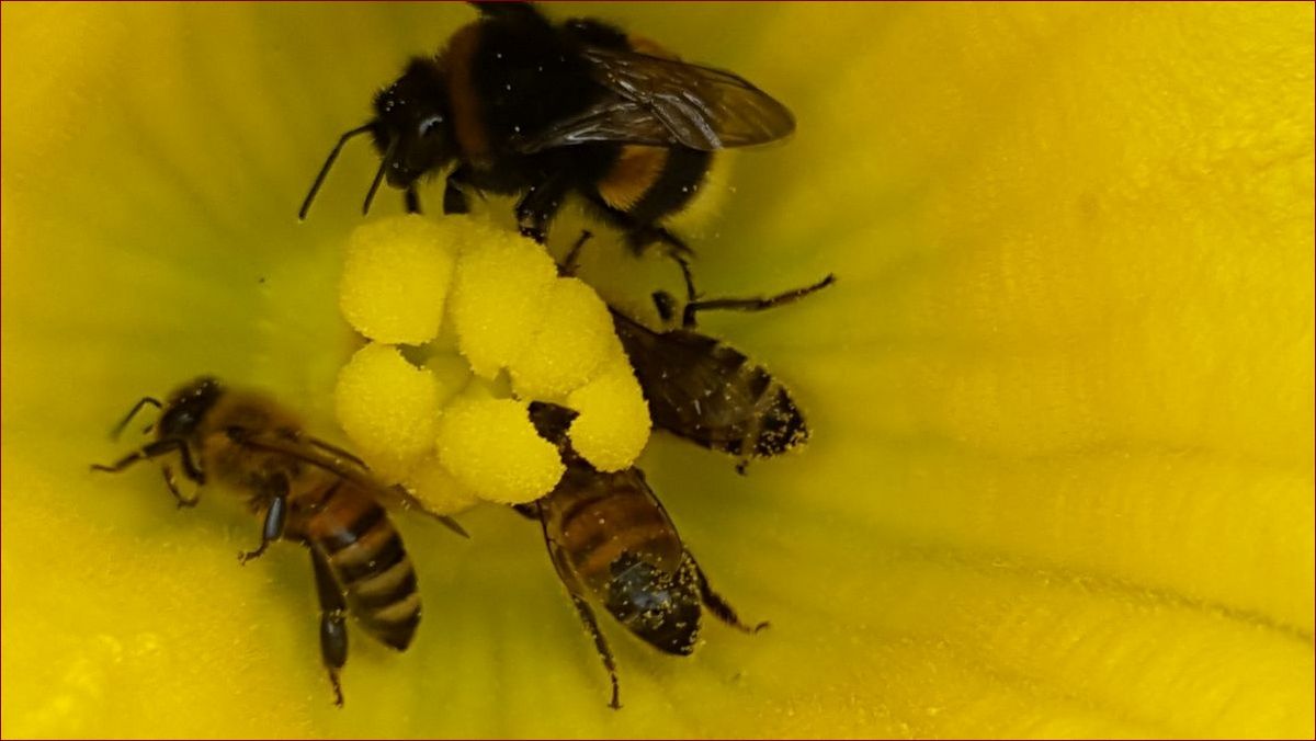Ile żyje trzmiel? Odkryj fascynujący cykl życia tych niezwykłych owadów
