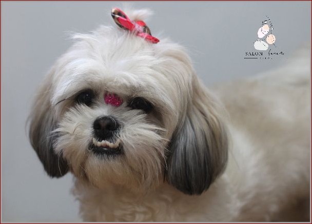 Imię dla suczki shih tzu: Przewodnik po idealnym wyborze dla Twojej ukochanej pupilki