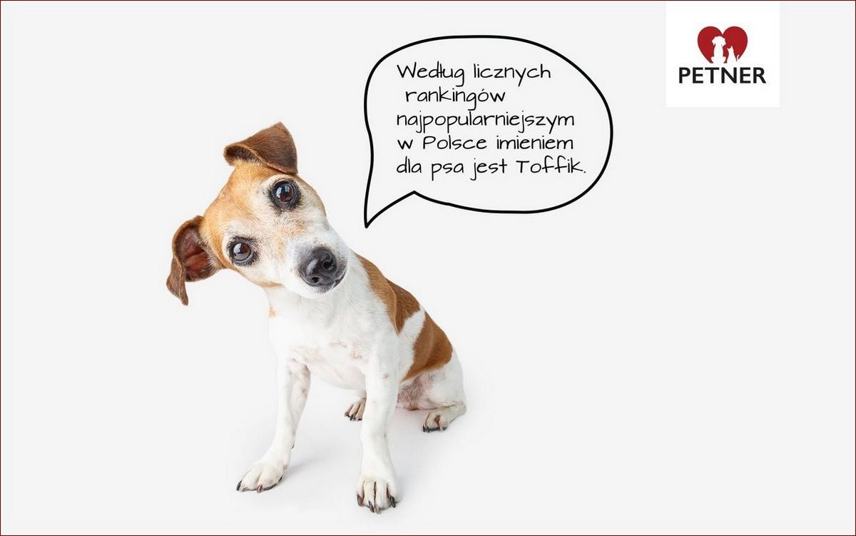 Imiona dla psa kundelka – przewodnik po najlepszych pomysłach dla Twojego czworonożnego przyjaciela