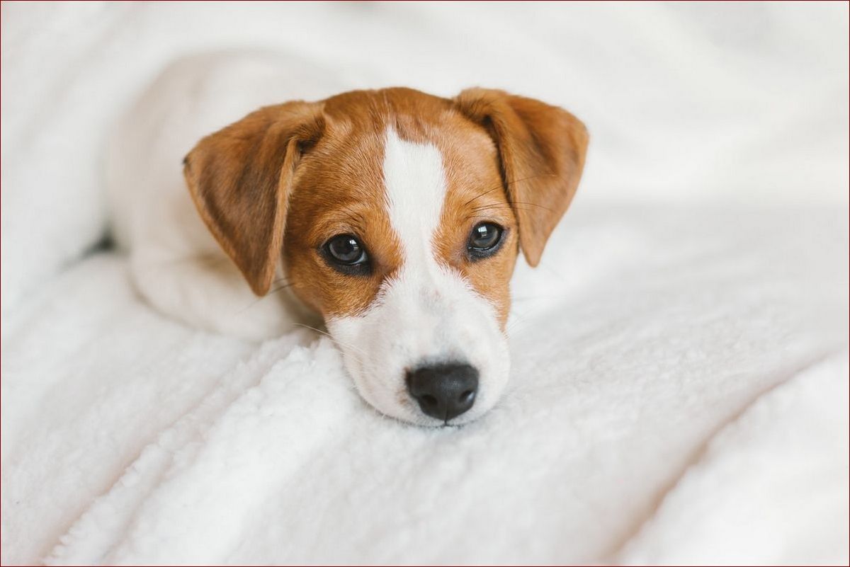 Jack Russell Terrier Długość Życia: Odkryj Sekrety Długowieczności Tej Radosnej Rasy