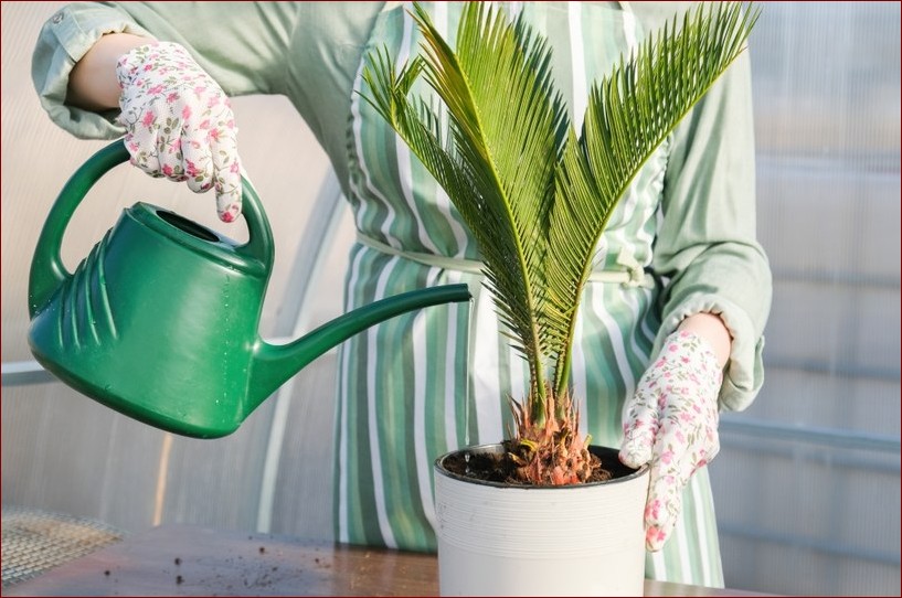 Jak często podlewać palmę? Kompletny przewodnik dla zdrowych, pięknych roślin
