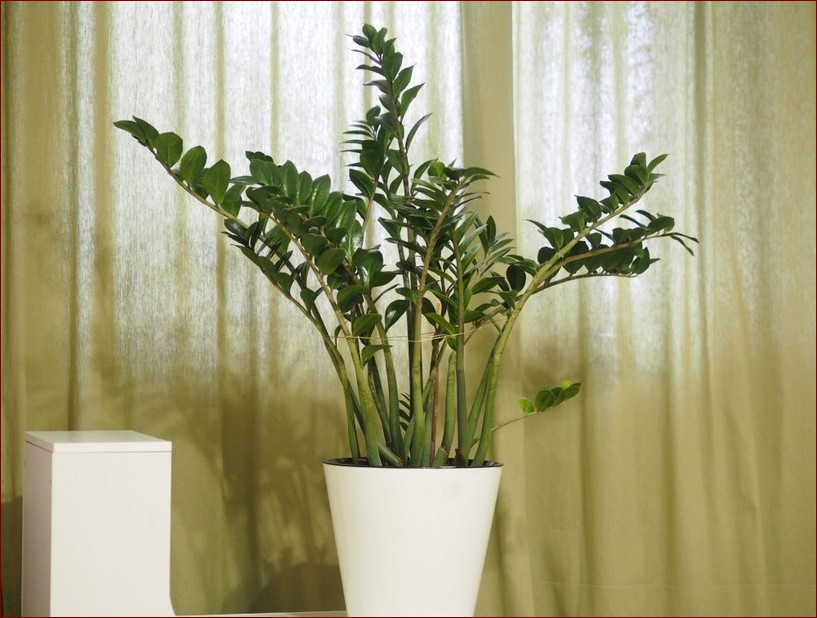 Jak często podlewać zamiokulkasa? Rozwiąż problem suchych liści raz na zawsze!