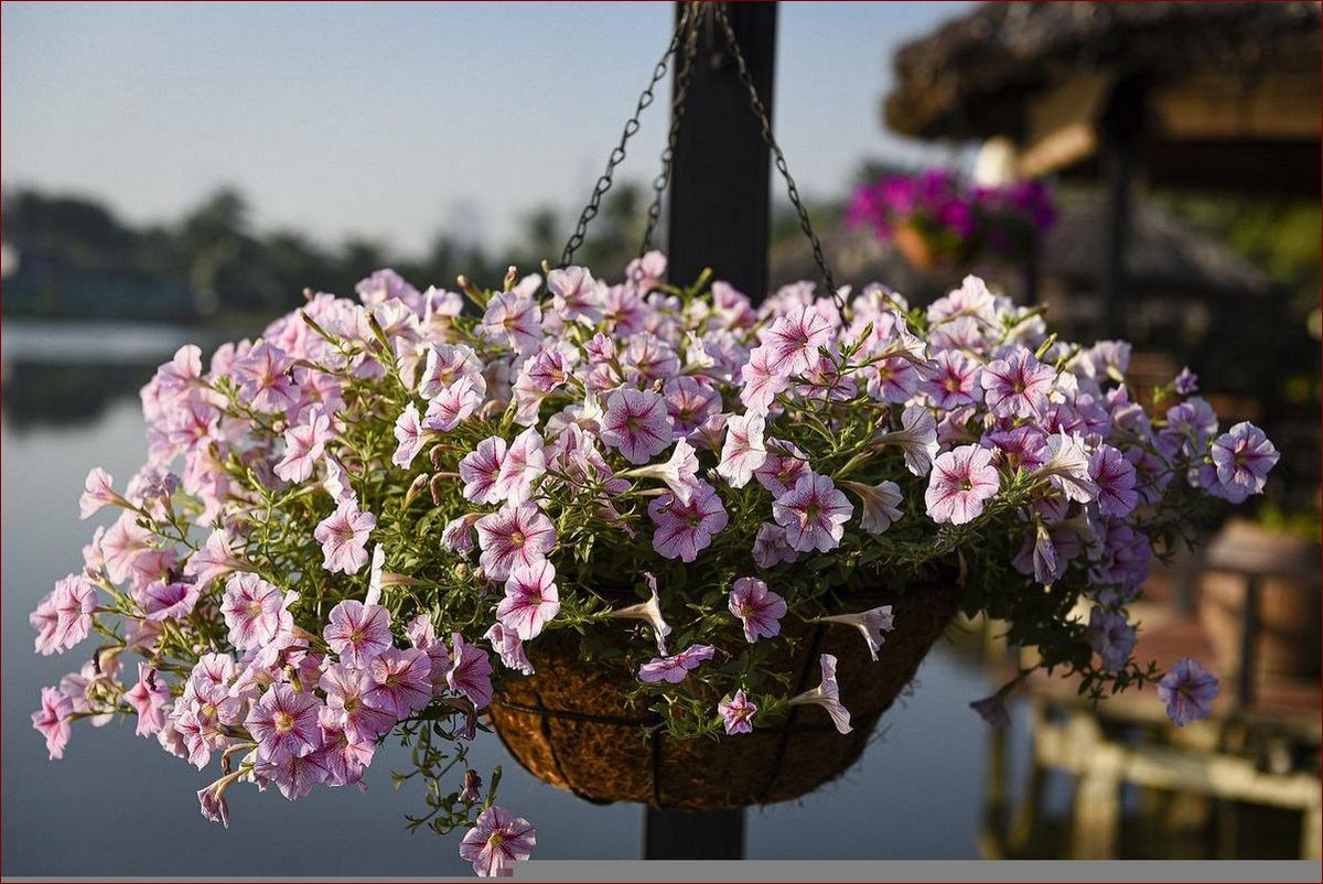 Jak dbać o surfinie? Poradnik kompleksowej pielęgnacji instrumentu