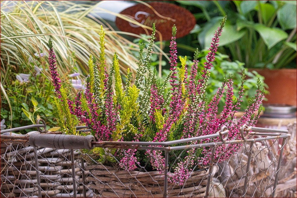 Jak dbać o wrzos? Sekretne wskazówki dla pięknych ogrodów pełnych tych barwnych kwiatów
