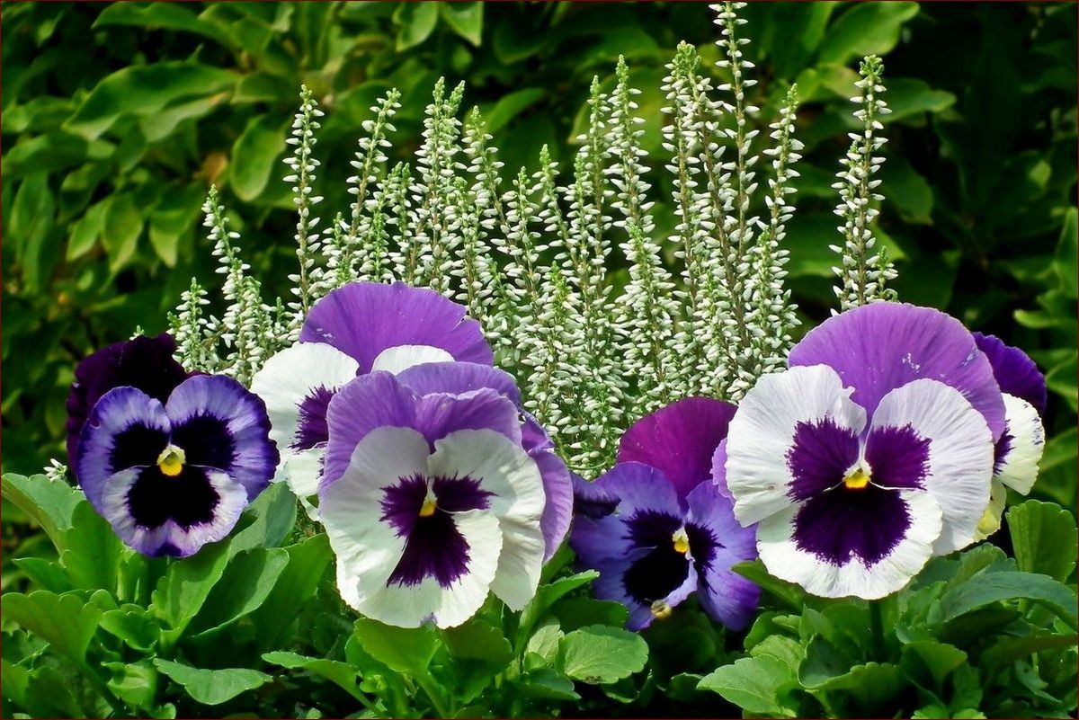 Jak długo kwitną bratki? Rozwiązanie na wyjątkowo długi okres kwitnienia