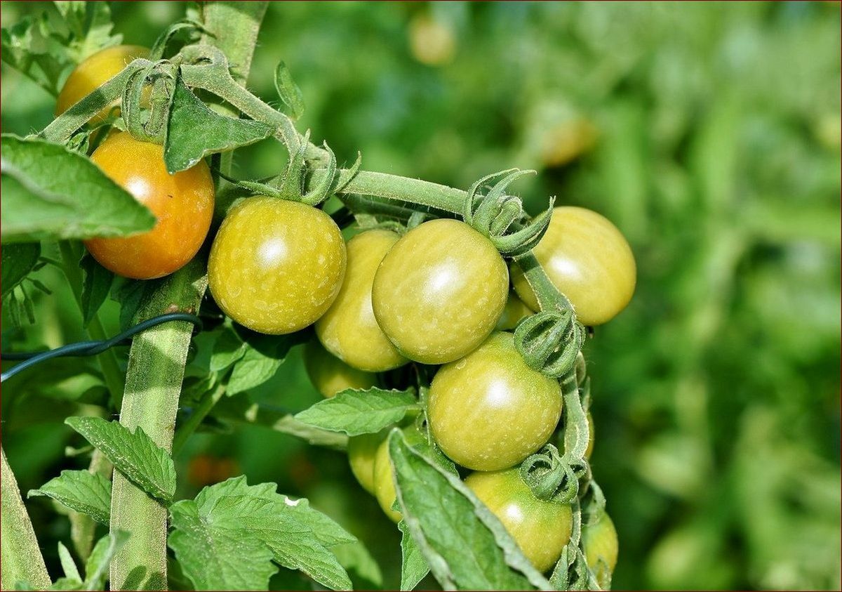 Jak gęsto sadzić pomidory: Sekrety obfitych zbiorów w małym ogrodzie