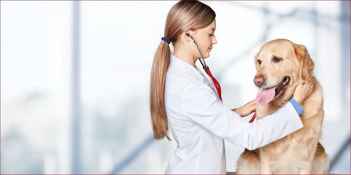 Jak karać psa? Zapomnij o tym! Nagrody to klucz do sukcesu