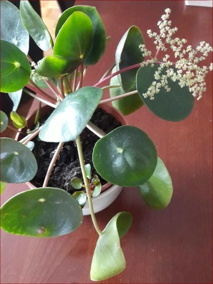 Jak kwitnie laurowiśnia? Poznaj niezwykły proces kwitnienia tej egzotycznej rośliny!