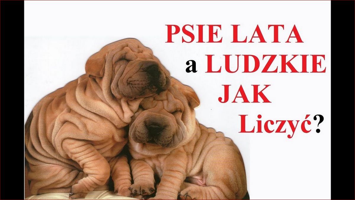 Jak liczyć lata psa? Poznaj prawdziwą metodę, a nie mit o mnożeniu przez 7