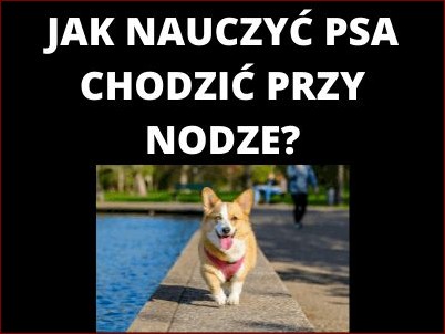 Jak nauczyć psa chodzić przy nodze: Sekretne triki na harmonijne spacery