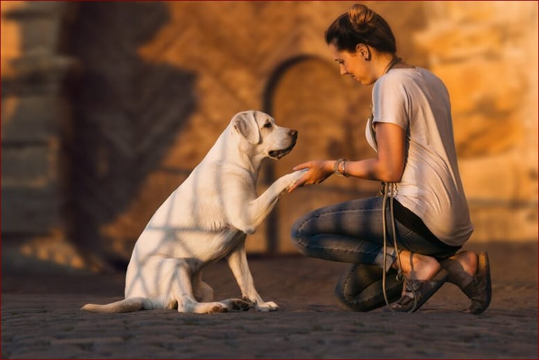 Jak nauczyć psa dawać łapę - Kompleksowy przewodnik dla początkujących