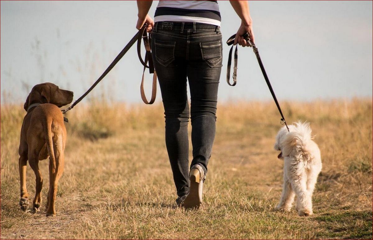 Jak nauczyć psa załatwiać się na dworze: Sprawdzona metoda od A do Z