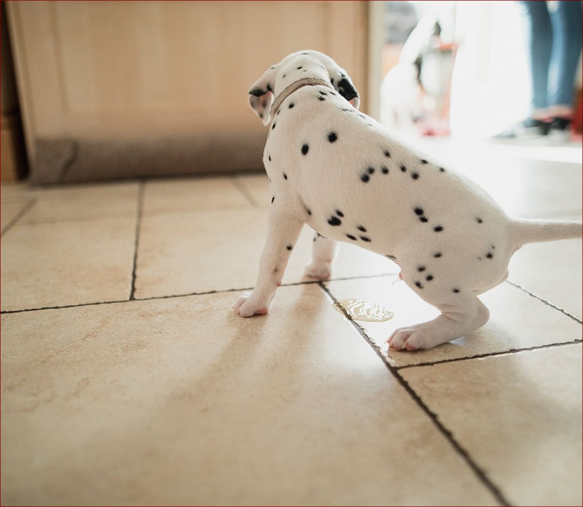 Jak oduczyć psa sikania w domu? Kompletny poradnik z 7 kluczowymi strategiami