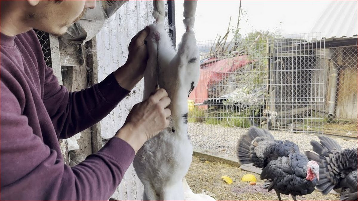 Jak śpią króliki - odkryj fascynujące tajemnice ich cykli snu