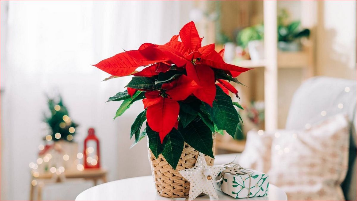 Jak pielęgnować gwiazdę betlejemską: Sekret świątecznego piękna w 7 krokach