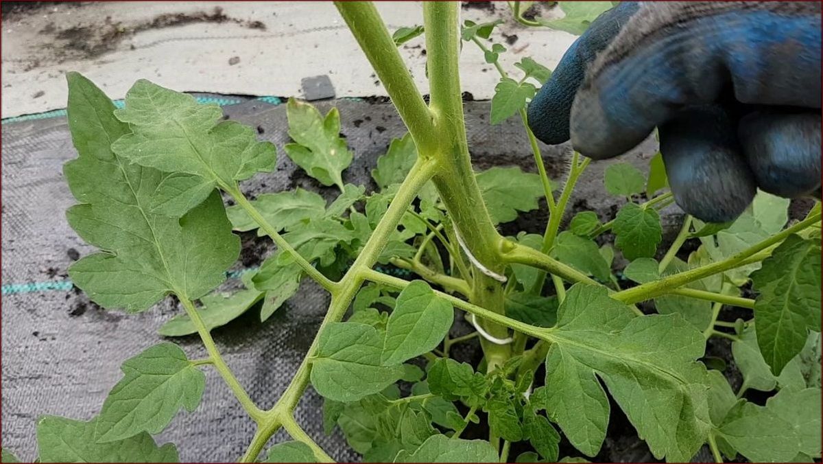 Jak podwiązywać pomidory w gruncie: Kompleksowy przewodnik dla obfitych plonów