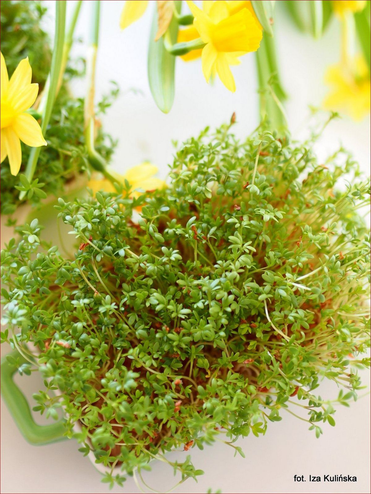 Jak posiać rzeżuchę w domu? Prosty sposób na naturalne, pełne witamin kiełki!