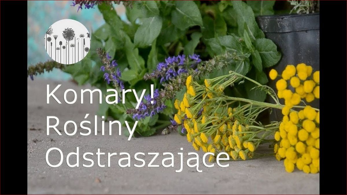 Jak pozbyć się komarów z domu? 7 skutecznych metod na pozbycie się tych dokuczliwych insektów