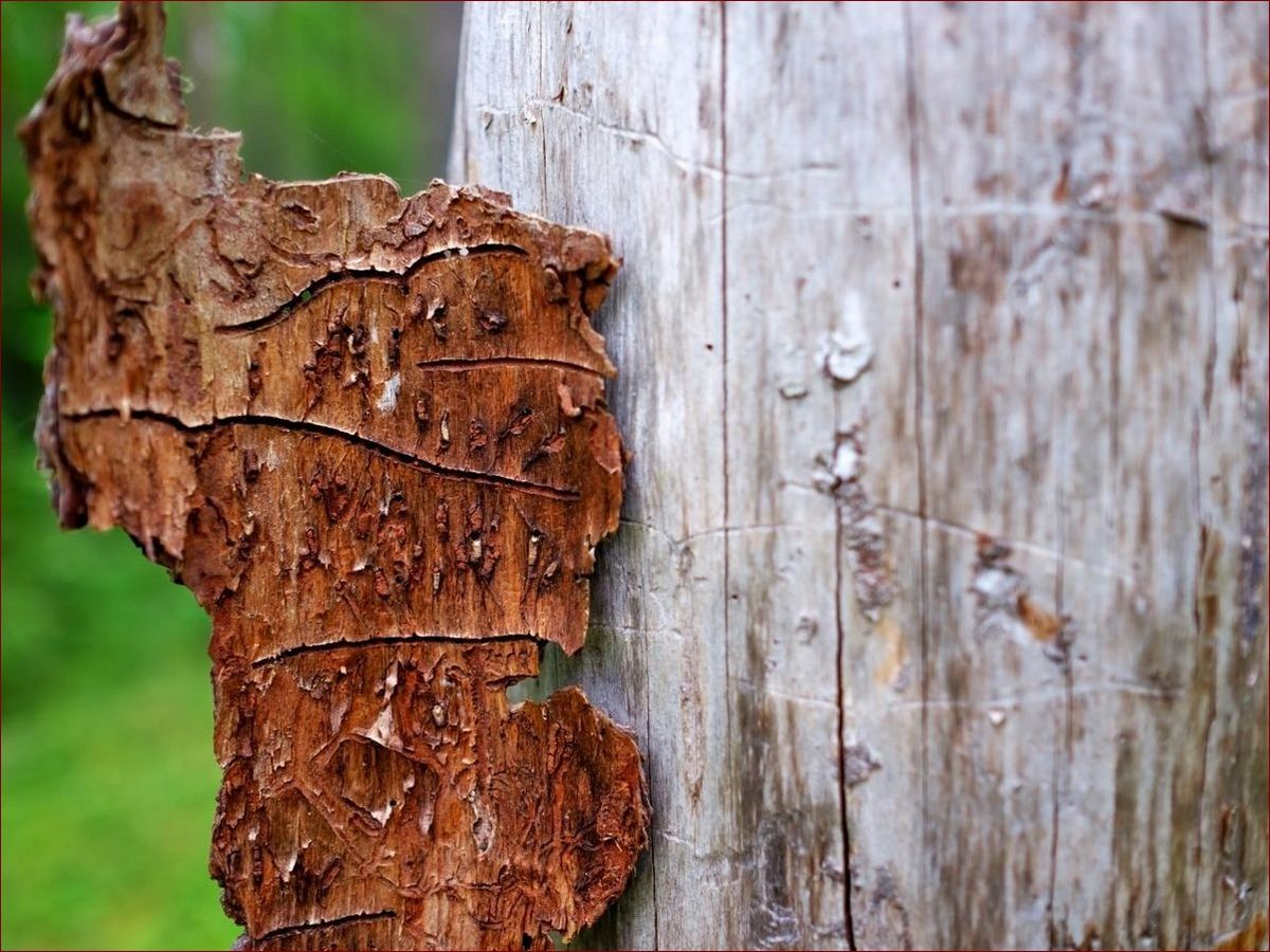 Jak pozbyć się korników - 10 niezawodnych sposobów na walkę z tymi żerującymi szkodnikami
