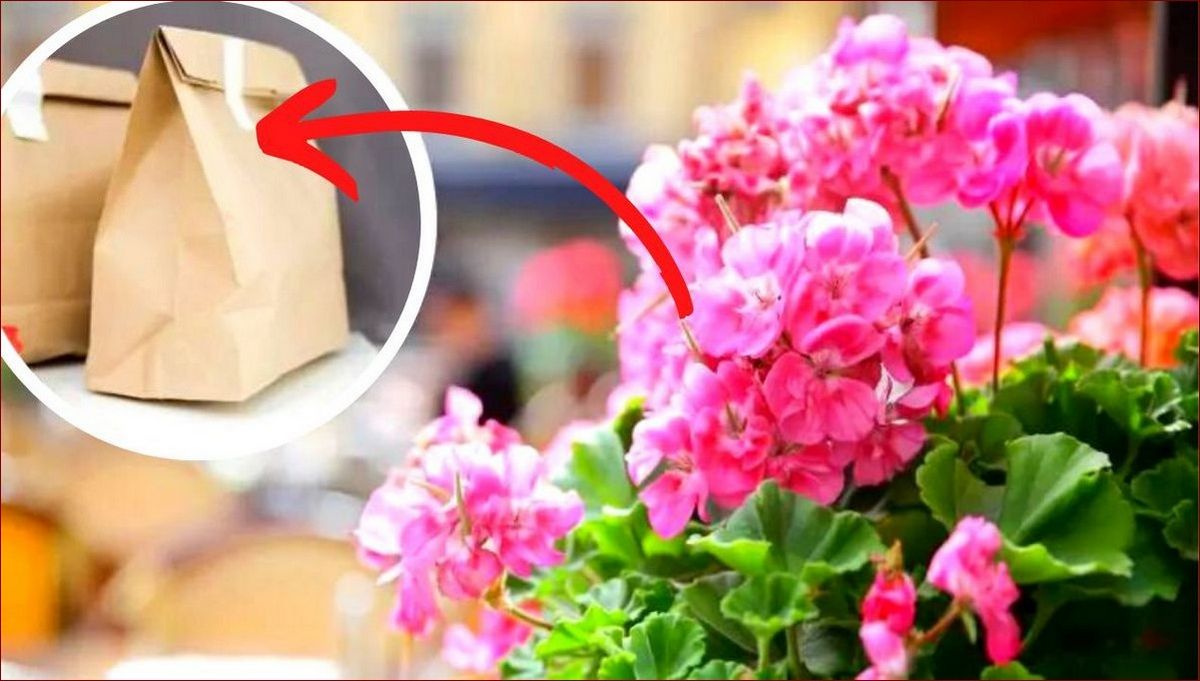 Jak przechować pelargonie na zimę - Poradnik dla kwitnących roślin w nowym sezonie