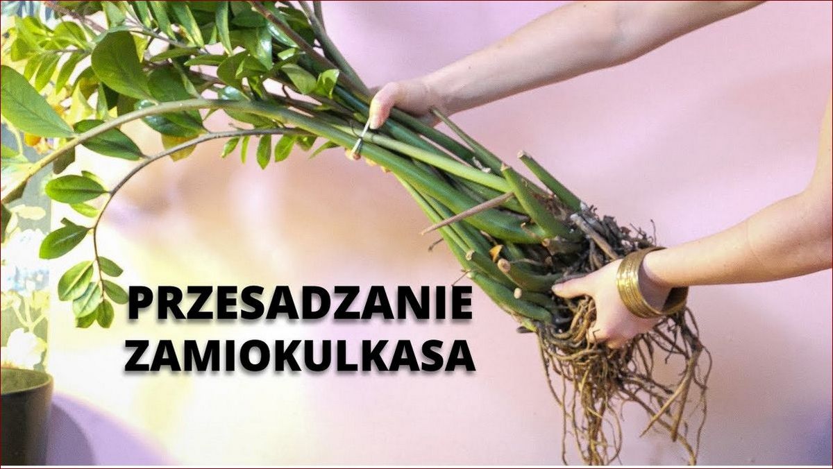 Jak przesadzić anturium? Krok po kroku do pięknie kwitnącej rośliny